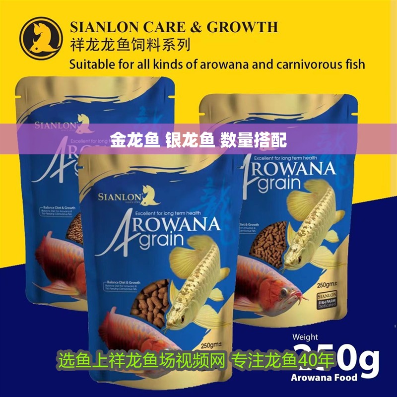 金龍魚 銀龍魚 數量搭配