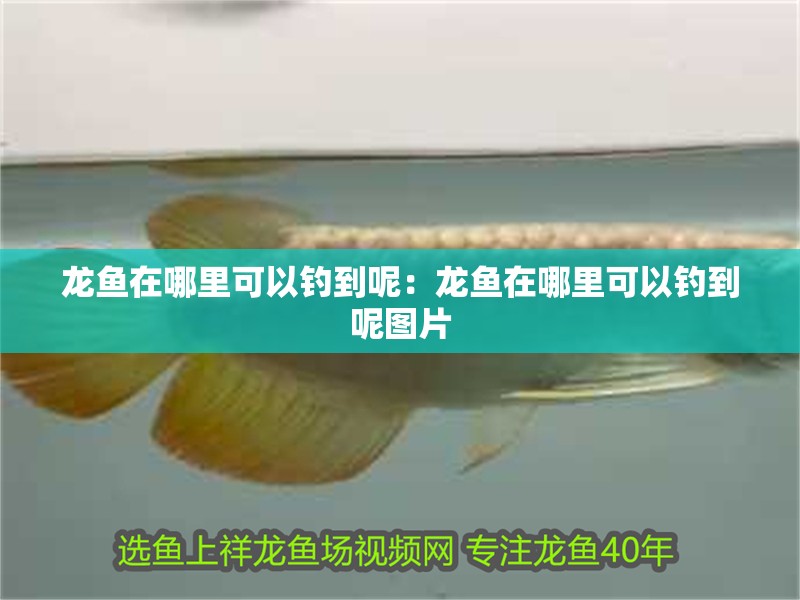 龍魚在哪里可以釣到呢：龍魚在哪里可以釣到呢圖片 龍魚在哪里可以釣到呢：龍魚在哪里可以釣到呢圖片 水族問答