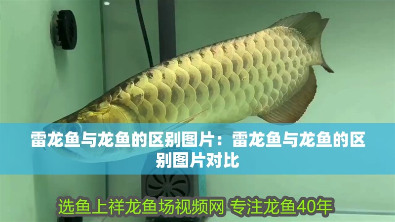 雷龍魚與龍魚的區(qū)別圖片:雷龍魚與龍魚的區(qū)別圖片對比 水族問答 雷龍魚與龍魚的區(qū)別圖片:雷龍魚與龍魚的區(qū)別圖片對比 雷龍魚與龍魚的區(qū)別圖片:雷龍魚與龍魚的區(qū)別圖片對比 水族問答