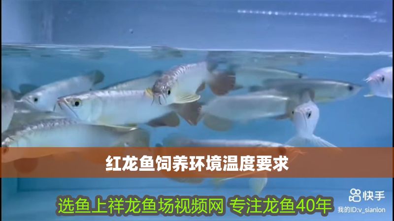 紅龍魚飼養(yǎng)環(huán)境溫度要求