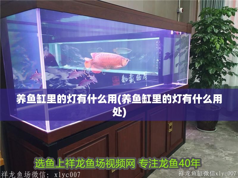 養(yǎng)魚缸里的燈有什么用(養(yǎng)魚缸里的燈有什么用處)