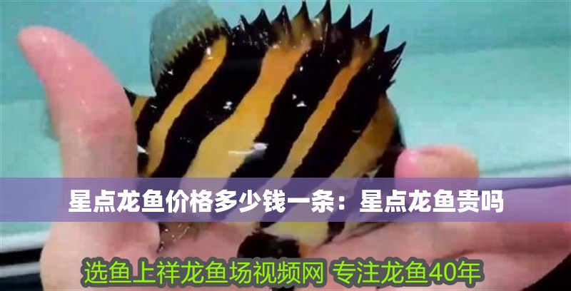星點龍魚價格多少錢一條：星點龍魚貴嗎