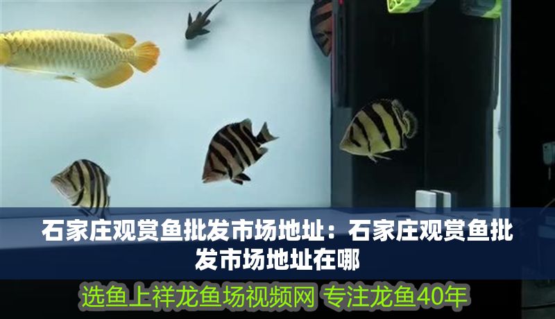 石家莊觀賞魚批發市場地址：石家莊觀賞魚批發市場地址在哪 石家莊觀賞魚批發市場地址：石家莊觀賞魚批發市場地址在哪 龍魚百科 第1張