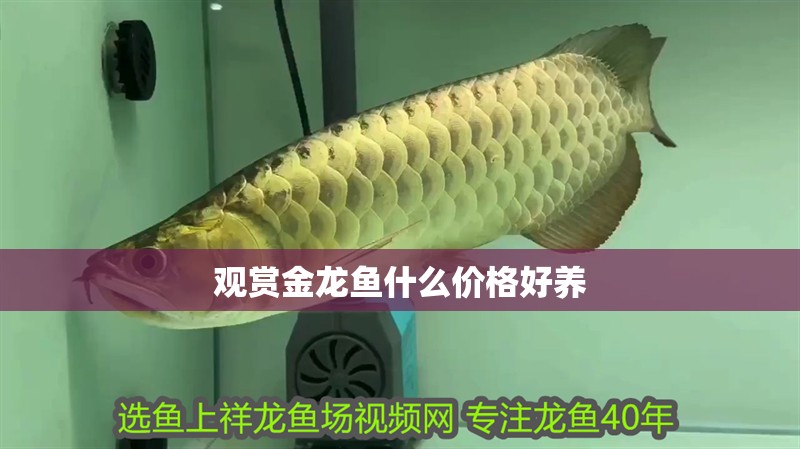 觀賞金龍魚什么價(jià)格好養(yǎng)