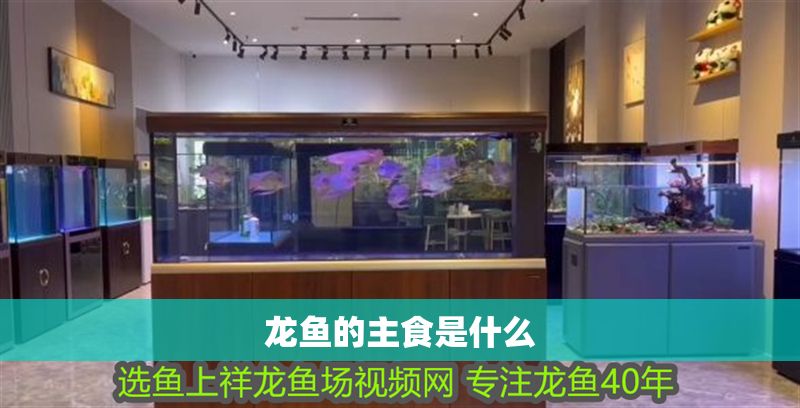 龍魚的主食是什么