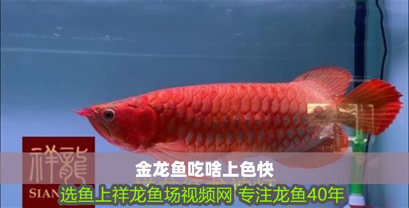金龍魚吃啥上色快 金龍魚吃啥上色快 龍魚百科 第2張