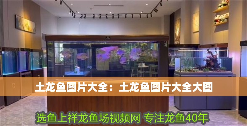 土龍魚圖片大全：土龍魚圖片大全大圖