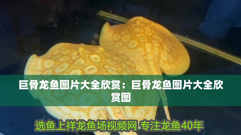巨骨龍魚圖片大全欣賞：巨骨龍魚圖片大全欣賞圖 巨骨龍魚圖片大全欣賞：巨骨龍魚圖片大全欣賞圖 水族問答