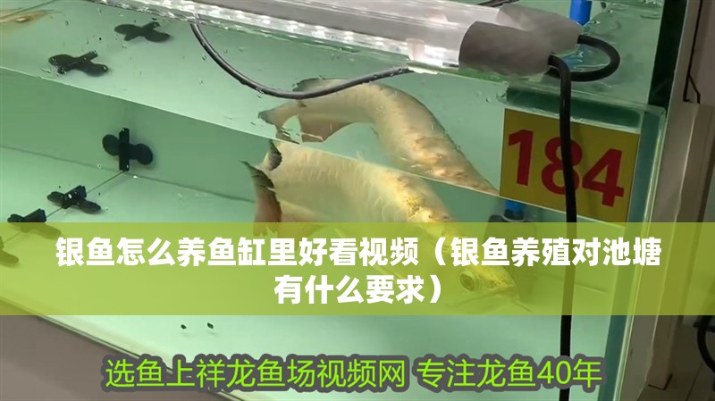 銀魚怎么養魚缸里好看視頻（銀魚養殖對池塘有什么要求）