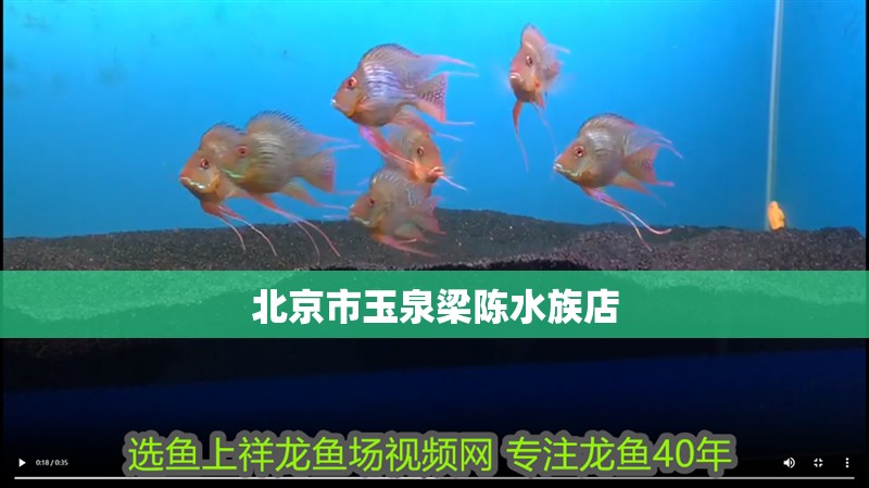 北京市玉泉梁陳水族店