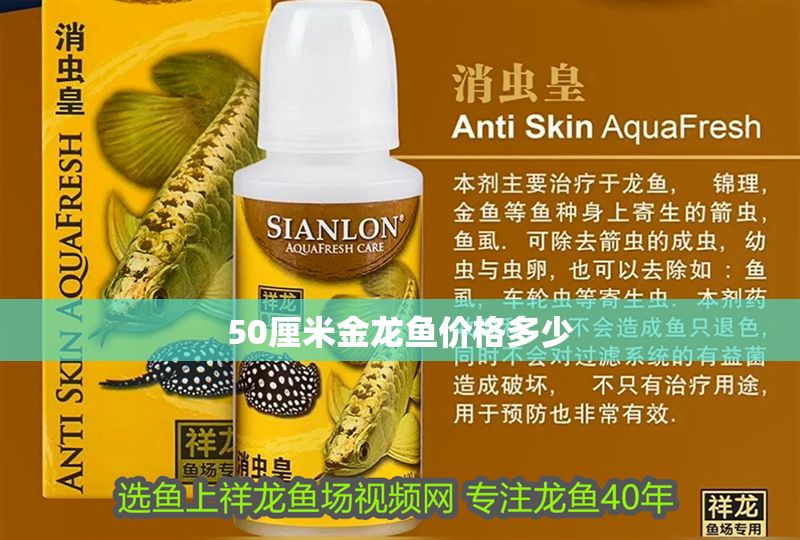 50厘米金龍魚價格多少