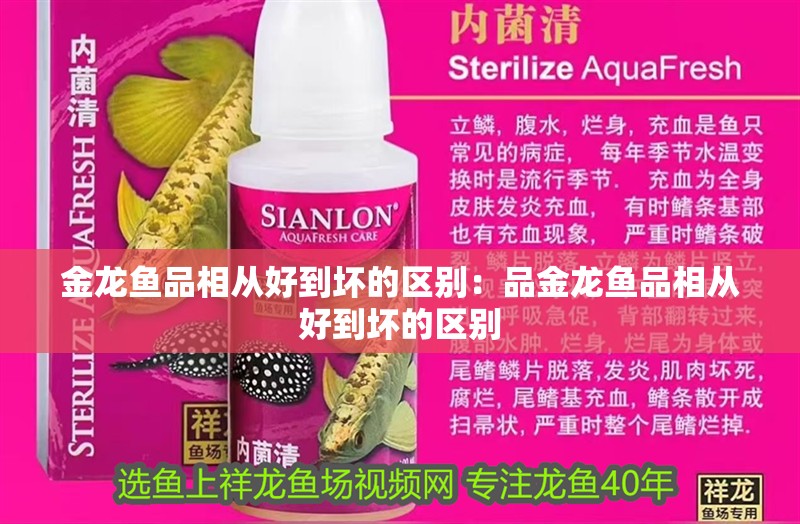 金龍魚品相從好到壞的區別：品金龍魚品相從好到壞的區別