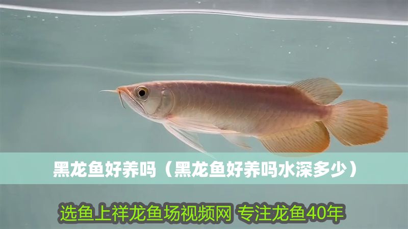 黑龍魚好養(yǎng)嗎（黑龍魚好養(yǎng)嗎水深多少）