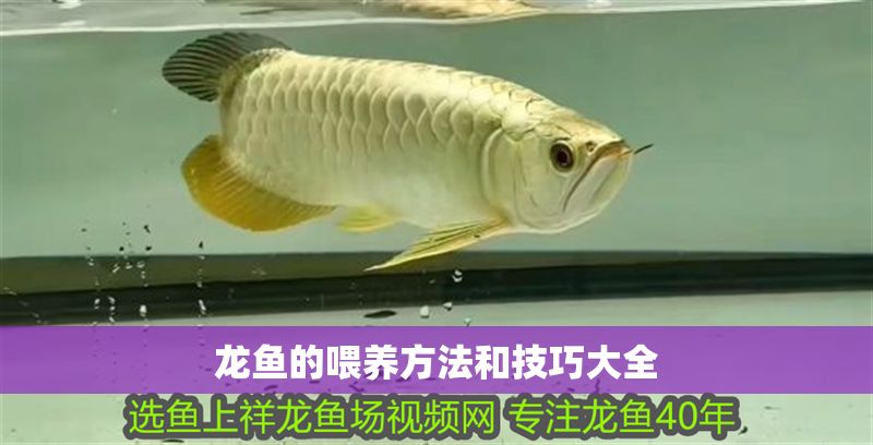 龍魚的喂養(yǎng)方法和技巧大全