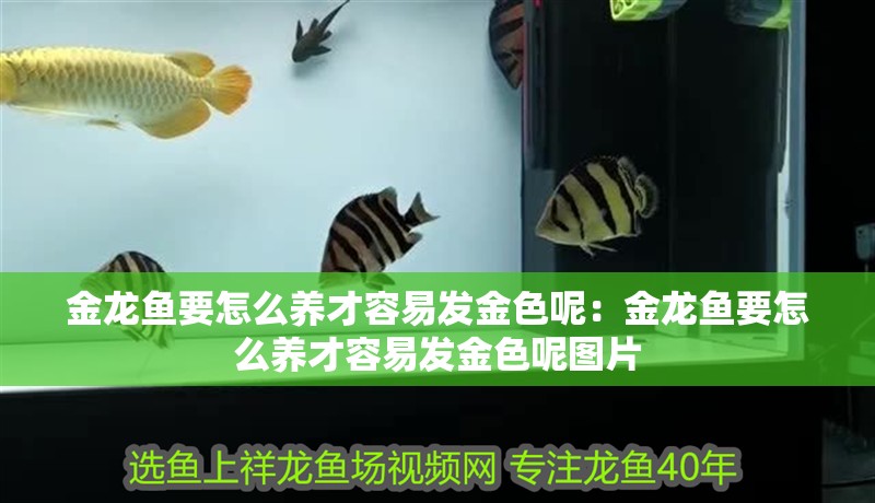 金龍魚要怎么養才容易發金色呢：金龍魚要怎么養才容易發金色呢圖片
