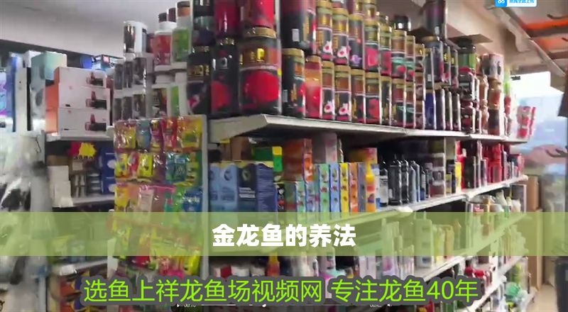 金龍魚的養法 金龍魚的養法 龍魚百科 第2張