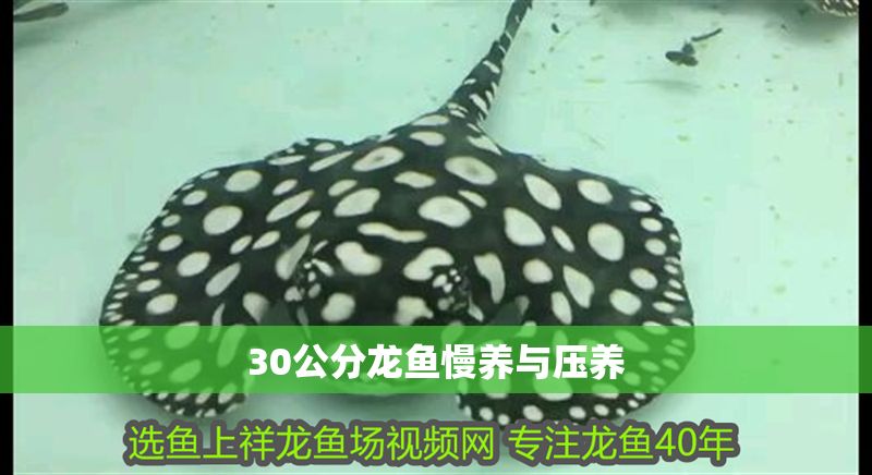 30公分龍魚慢養與壓養