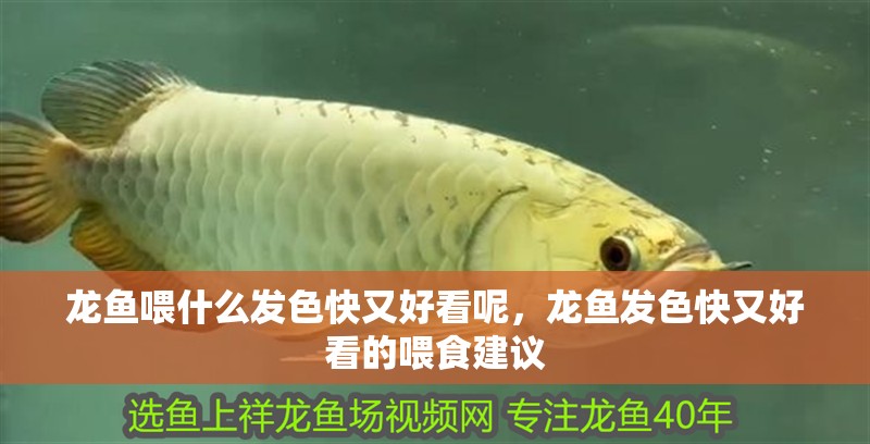 龍魚(yú)喂什么發(fā)色快又好看呢，龍魚(yú)發(fā)色快又好看的喂食建議
