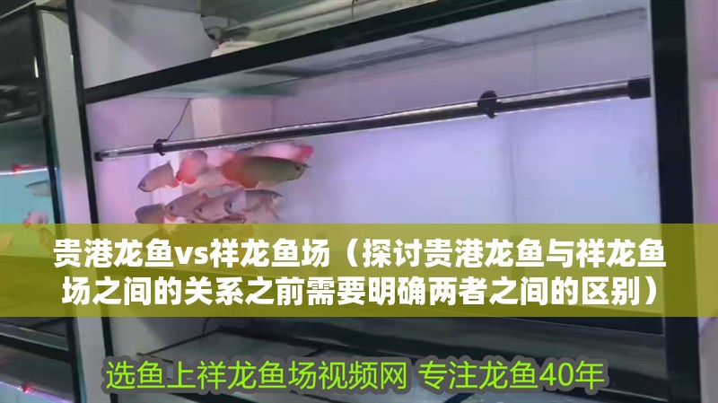 貴港龍魚vs祥龍魚場（探討貴港龍魚與祥龍魚場之間的關系之前需要明確兩者之間的區(qū)別）