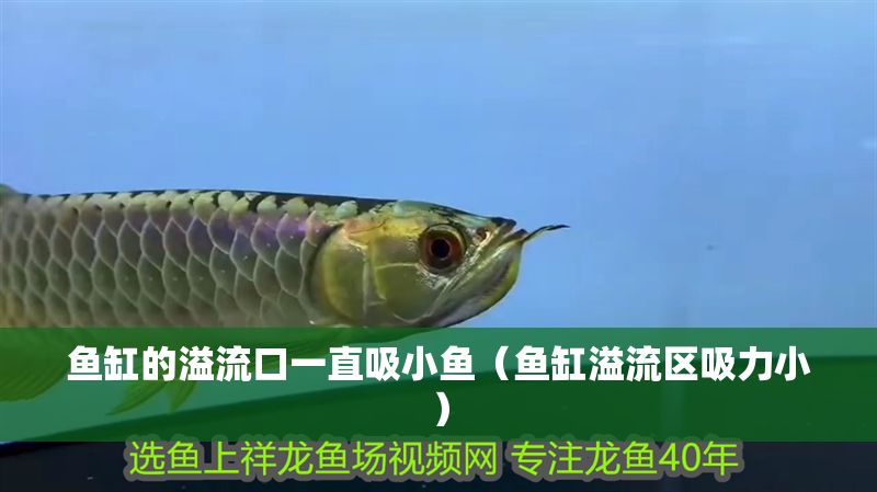 魚缸的溢流口一直吸小魚（魚缸溢流區吸力小）