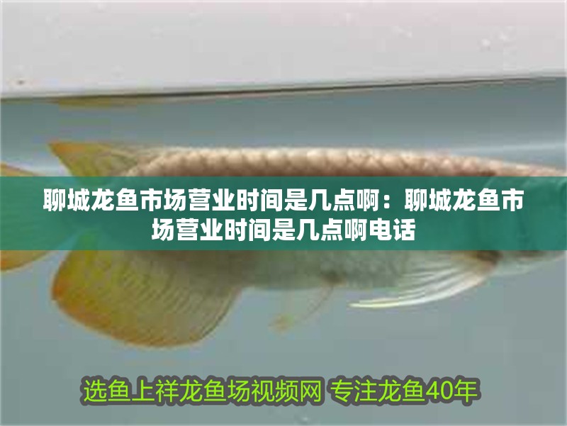聊城龍魚市場營業時間是幾點啊：聊城龍魚市場營業時間是幾點啊電話