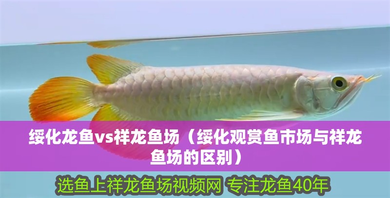 綏化龍魚vs祥龍魚場（綏化觀賞魚市場與祥龍魚場的區別） 綏化龍魚vs祥龍魚場（綏化觀賞魚市場與祥龍魚場的區別） 全國水族館企業名錄 第1張