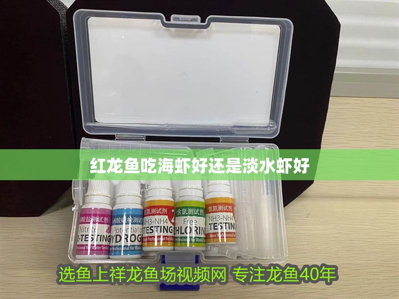 紅龍魚吃海蝦好還是淡水蝦好 紅龍魚吃海蝦好還是淡水蝦好 龍魚百科 第1張