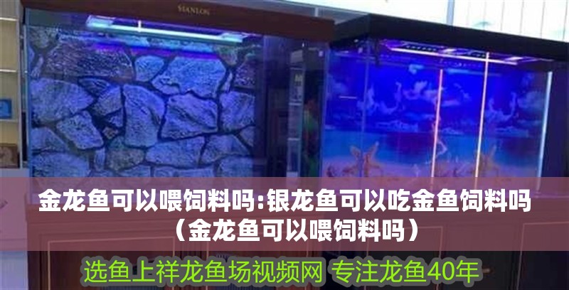 金龍魚可以喂飼料嗎:銀龍魚可以吃金魚飼料嗎（金龍魚可以喂飼料嗎）