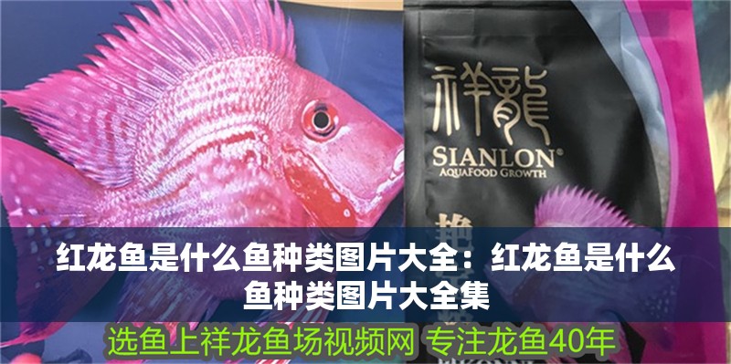 紅龍魚是什么魚種類圖片大全：紅龍魚是什么魚種類圖片大全集