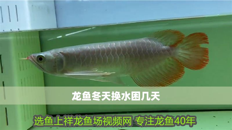 龍魚冬天換水困幾天