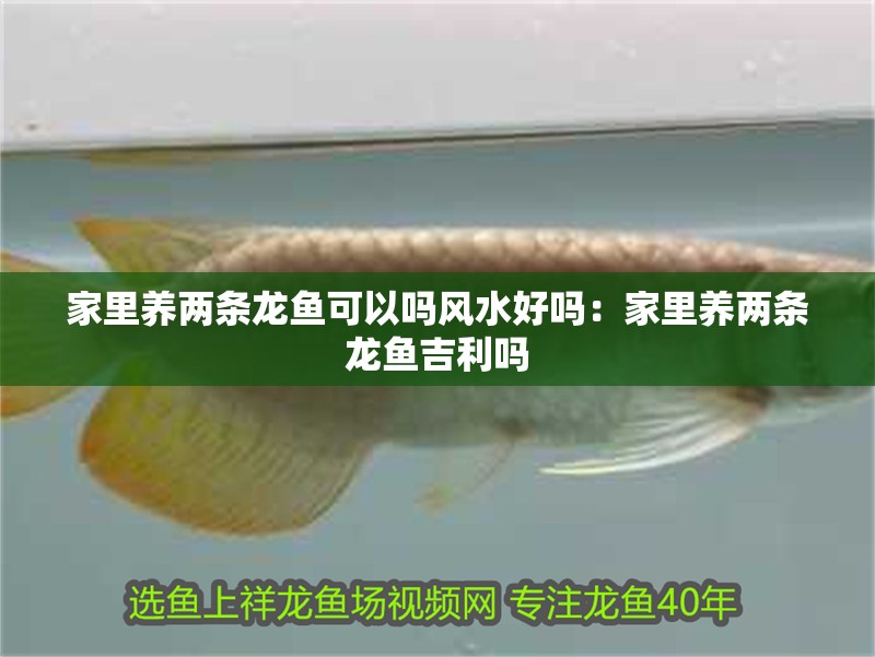 家里養(yǎng)兩條龍魚可以嗎風(fēng)水好嗎：家里養(yǎng)兩條龍魚吉利嗎 家里養(yǎng)兩條龍魚可以嗎風(fēng)水好嗎：家里養(yǎng)兩條龍魚吉利嗎 龍魚百科 第2張