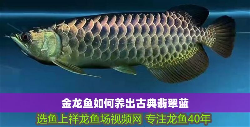 金龍魚如何養(yǎng)出古典翡翠藍(lán)