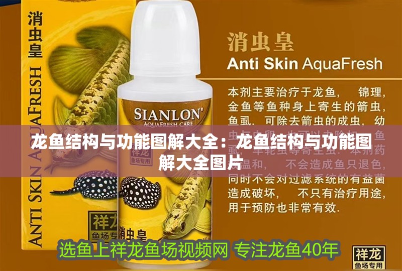 龍魚結構與功能圖解大全：龍魚結構與功能圖解大全圖片