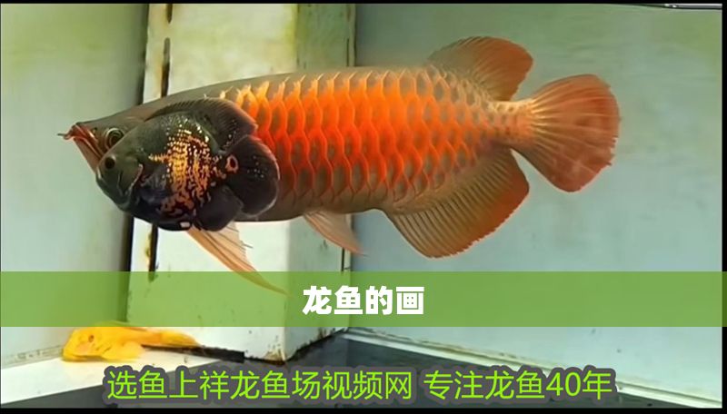 龍魚的畫