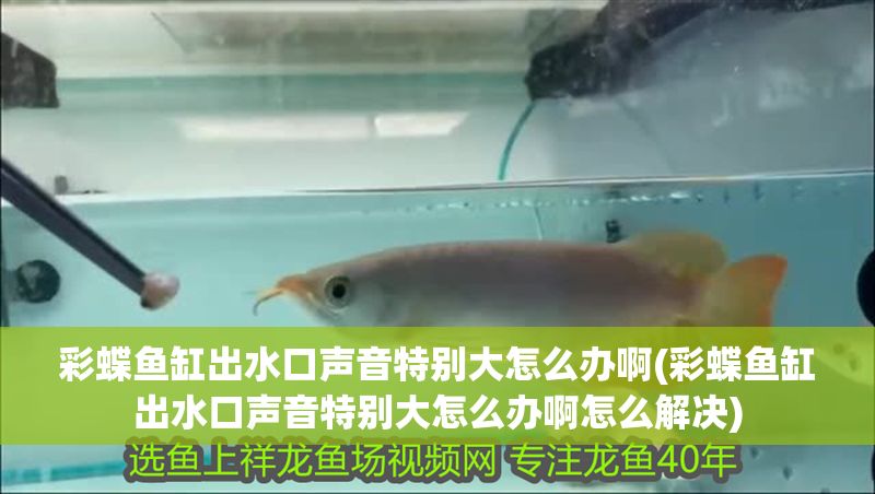 彩蝶魚缸出水口聲音特別大怎么辦啊(彩蝶魚缸出水口聲音特別大怎么辦啊怎么解決)