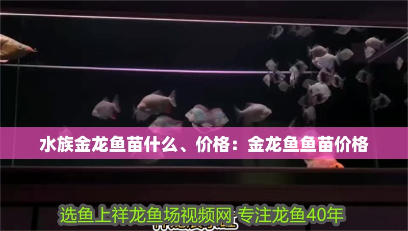 水族金龍魚苗什么、價格：金龍魚魚苗價格