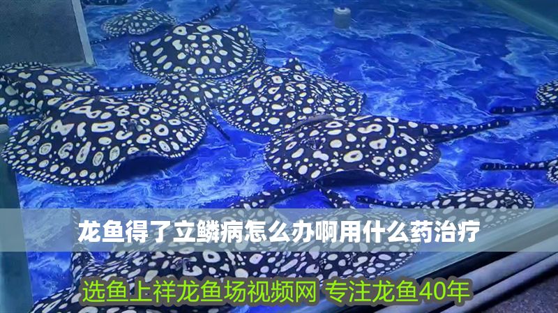 龍魚得了立鱗病怎么辦啊用什么藥治療