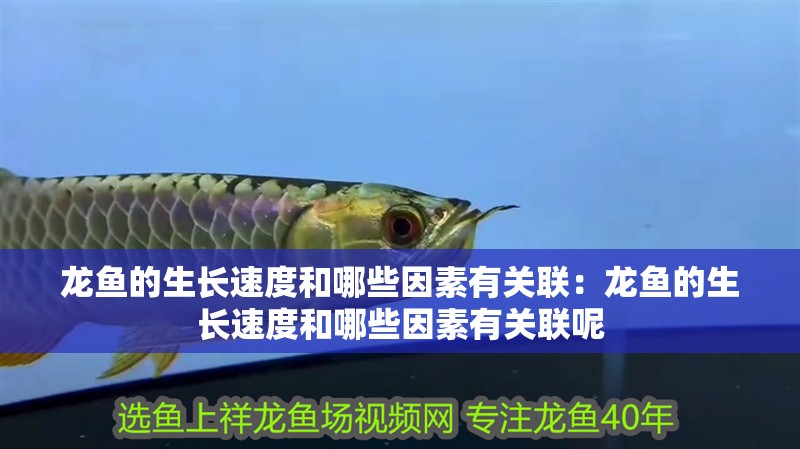 龍魚的生長速度和哪些因素有關聯：龍魚的生長速度和哪些因素有關聯呢 龍魚的生長速度和哪些因素有關聯：龍魚的生長速度和哪些因素有關聯呢 水族問答