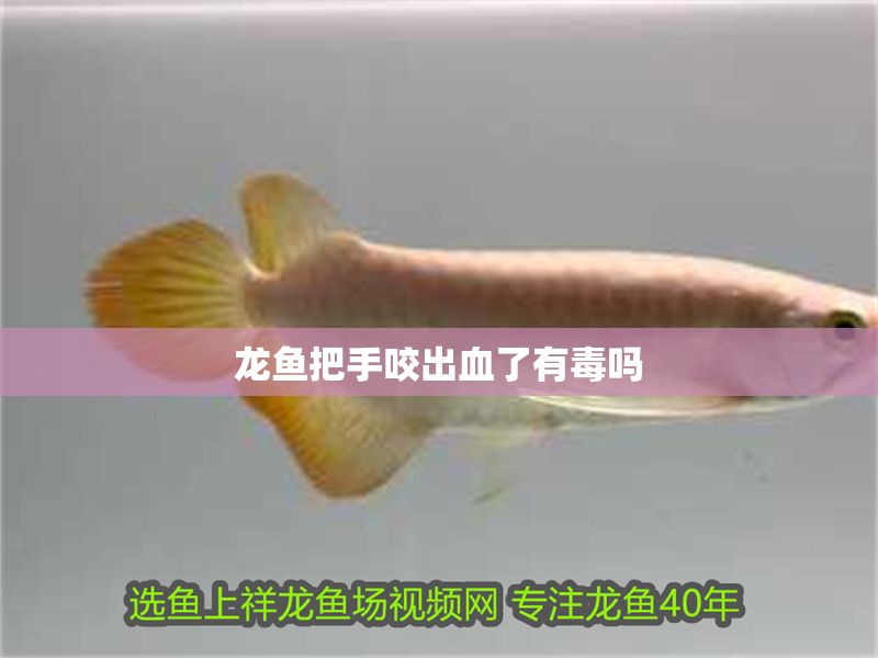 龍魚把手咬出血了有毒嗎 龍魚把手咬出血了有毒嗎 龍魚百科 第2張
