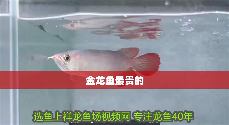 金龍魚最貴的