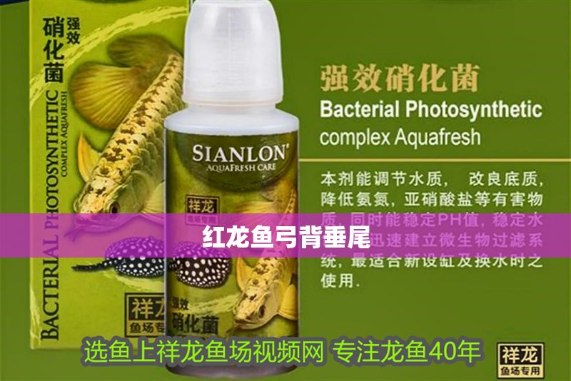 紅龍魚弓背垂尾