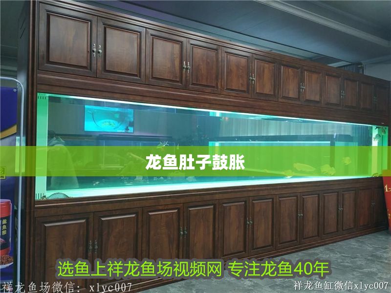 龍魚肚子鼓脹 龍魚肚子鼓脹 龍魚百科 第2張