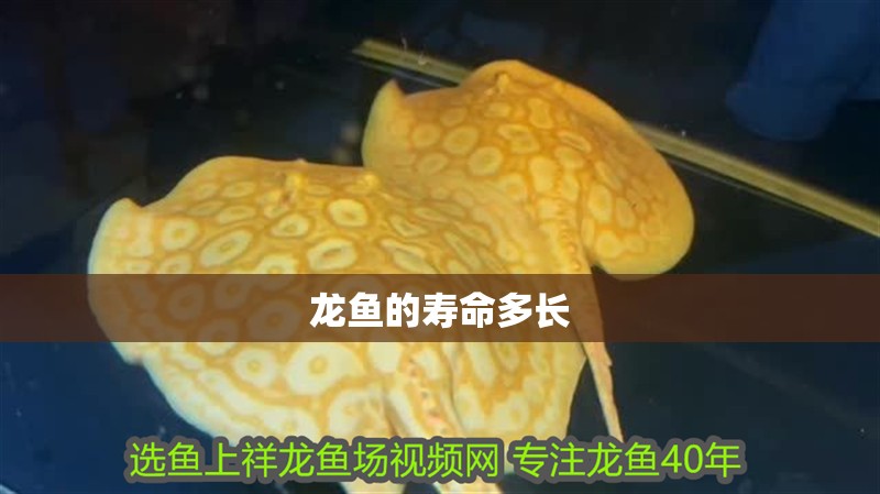 龍魚的壽命多長