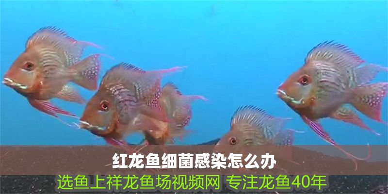 紅龍魚細菌感染怎么辦