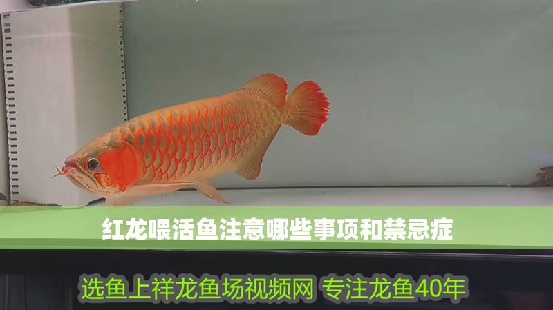 紅龍喂活魚注意哪些事項和禁忌癥
