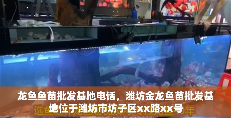 龍魚魚苗批發基地電話，濰坊金龍魚苗批發基地位于濰坊市坊子區xx路xx號 龍魚魚苗批發基地電話，濰坊金龍魚苗批發基地位于濰坊市坊子區xx路xx號 龍魚百科 第2張