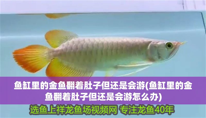 魚缸里的金魚翻著肚子但還是會(huì)游(魚缸里的金魚翻著肚子但還是會(huì)游怎么辦)