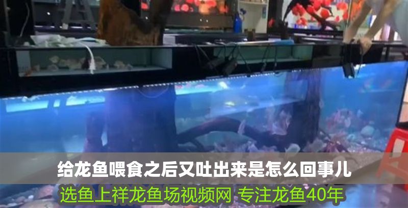 給龍魚喂食之后又吐出來是怎么回事兒