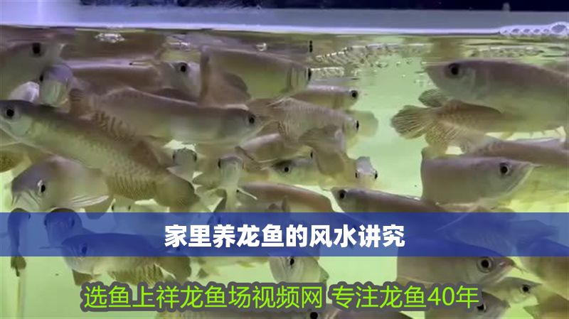 家里養(yǎng)龍魚的風(fēng)水講究