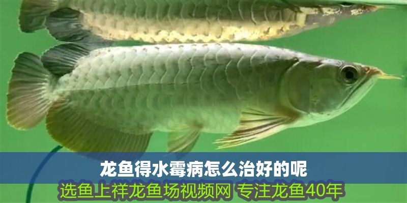 龍魚得水霉病怎么治好的呢 龍魚百科 第2張 龍魚得水霉病怎么治好的呢 龍魚得水霉病怎么治好的呢 龍魚百科 第2張